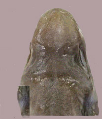 Galeus atlanticus_comparación_09.jpg